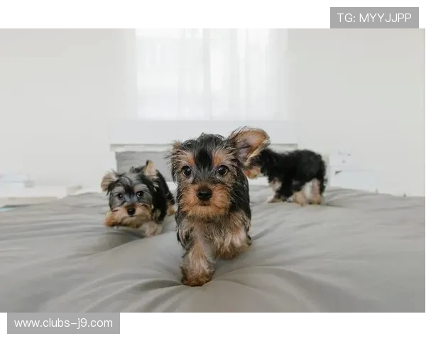 库洛米宠物游戏机萌趣上市打造你的专属可爱养成新体验